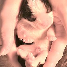 Cavalier King Charles Spaniels from Ridgeview Cavaliers