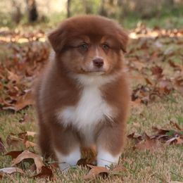 Freedom - Australian Shepherd puppy from Silverbrook Australian Shepherds