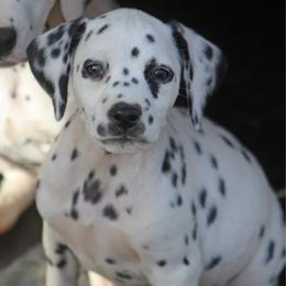 Female 5 - White and liver brown female Dalmatian puppy in Lake Mathews, California from Bully Market