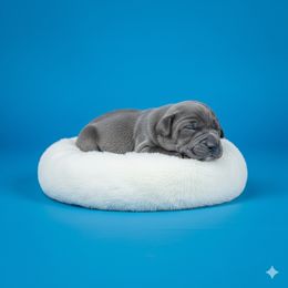 Boy 5 - Gray male Cane Corso puppy in Haslet, Texas from Trained To Go Corso Kennels (T.T.G. Corso Kennels)