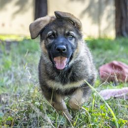 German Shepherd Puppies from Agrestal German Shepherds