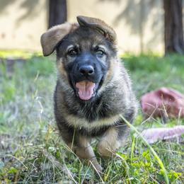 German Shepherd Puppies from Agrestal German Shepherds