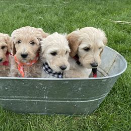Goldendoodle Puppies from Puppy Paws Colorado