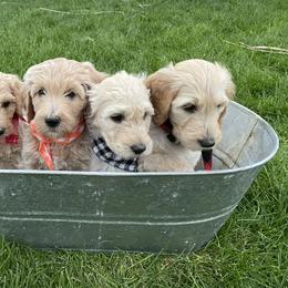 Goldendoodle Puppies from Puppy Paws Colorado