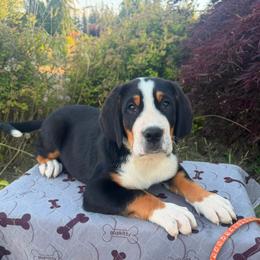Orange Girl - Black, white and red female Greater Swiss Mountain Dog puppy in Oregon City, Oregon from Runamuck's Greater Swiss Mountain Dogs