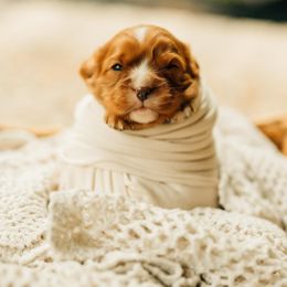Cavalier King Charles Spaniel Puppies from Cavi Cutie Collective