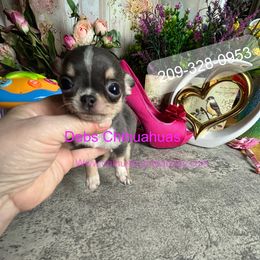 Tiny GIZMO 4500 - Blue and tan male Chihuahua puppy in Manteca, California from Deb's Chihuahuas California