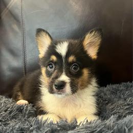 KM M1 - Black and tan male Pembroke Welsh Corgi puppy in Stockton, Iowa from Infinity Corgis