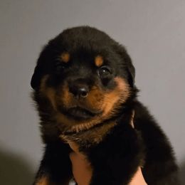 Purple Collar Girl 4 - Black and mahogany female Rottweiler puppy in Shepherdsville, Kentucky from Rottie Squad Kennel