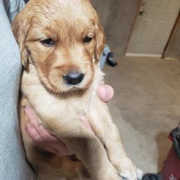 Grey girl - Golden female Golden Retriever puppy in Merino, Colorado from High Plains Goldens