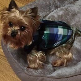 Yorkshire Terrier All Grown Up from Sherlyn Kennels