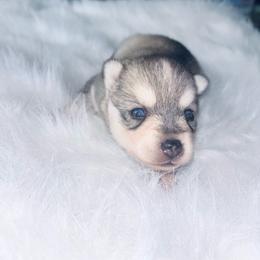 Savannah - Tri-color female Pomsky puppy in Burton, Michigan from Snow Shark Pomskys