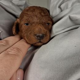 Dale - Red male Cavapoo puppy in Centerton, Arkansas from Velvet Paws Cavapoos