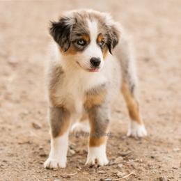 Aussiedoodle and Miniature American Shepherd Puppies from King Family Ranch