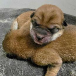 Tbd - Red male Shiba Inu puppy in Marianna, Florida from Diwasou