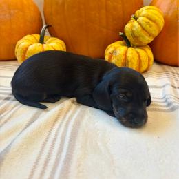Omega - Black and tan male Dachshund puppy in Shelley, Idaho from Journey’s End Dachshunds