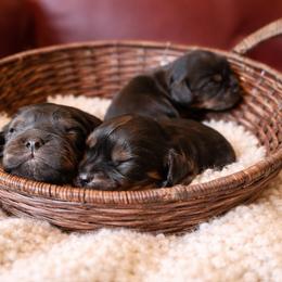 Katie - Black and tan female Cavalier King Charles Spaniel puppy in Paulden, Arizona from Nine Mile Cavaliers