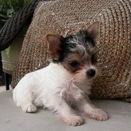 Bruno - AKC - Parti male Yorkshire Terrier puppy in Calhoun, Georgia from Peach State Yorkies
