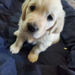Golden Retriever Puppies from Kansas Prairie Pups