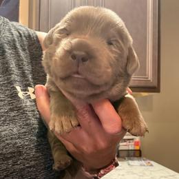 Pink- Silver Female - Silver female Dilute Retriever puppy in Marion, Illinois from Summer Lovin’ Labradors of Southern Illinois
