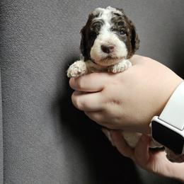 Poodle Puppies from Mountain Vista Pups LLC