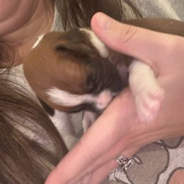 Male 3 - Fawn male Boxer puppy in Charleston, Arkansas from Guardian Kennels