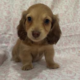 Shaded cream female - Cream female Dachshund puppy in Galax, Virginia from Dells  Dachshund’s