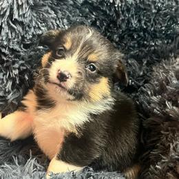 EP 3 - Black and tan male Pembroke Welsh Corgi puppy in Stockton, Iowa from Infinity Corgis