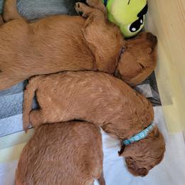 Goldendoodle Puppies from Dream Doodles