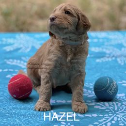 Goldendoodle Puppies from O’Doodle Clan Goldendoodles