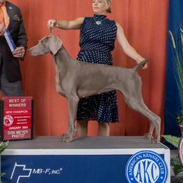 "Rain" - Weimaraner