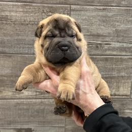 Chinese Shar-Pei Puppies from Blackwitch Farms