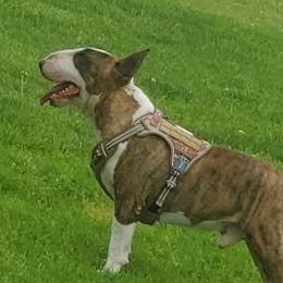 Bull Terriers from LSDBULLS