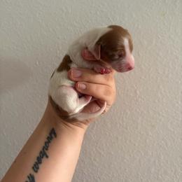 Apollo - Piebald male Dachshund puppy in Colorado from T&C Dachshunds