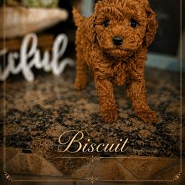 Biscuit - Red  female Poodle puppy in Midway City, California from Shawna's Poodles