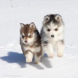 Pomsky Puppies from Foxfire Arctic Spitz