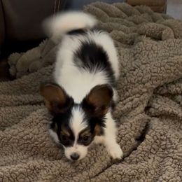 Henry - White black and tan male Papillon puppy in Howe, Oklahoma from Southern Sweet Papillons