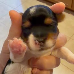 Eve - Our Little Beginning (2600) - Black tan and white female Biewer Terrier puppy in Sanford, Florida from Biewer Terriers of Florida Dawn