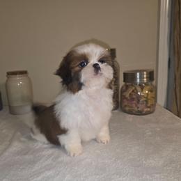 Macy - Red and white female Shih Tzu puppy in Kings Mountain, North Carolina from Britany's Shih Tzus