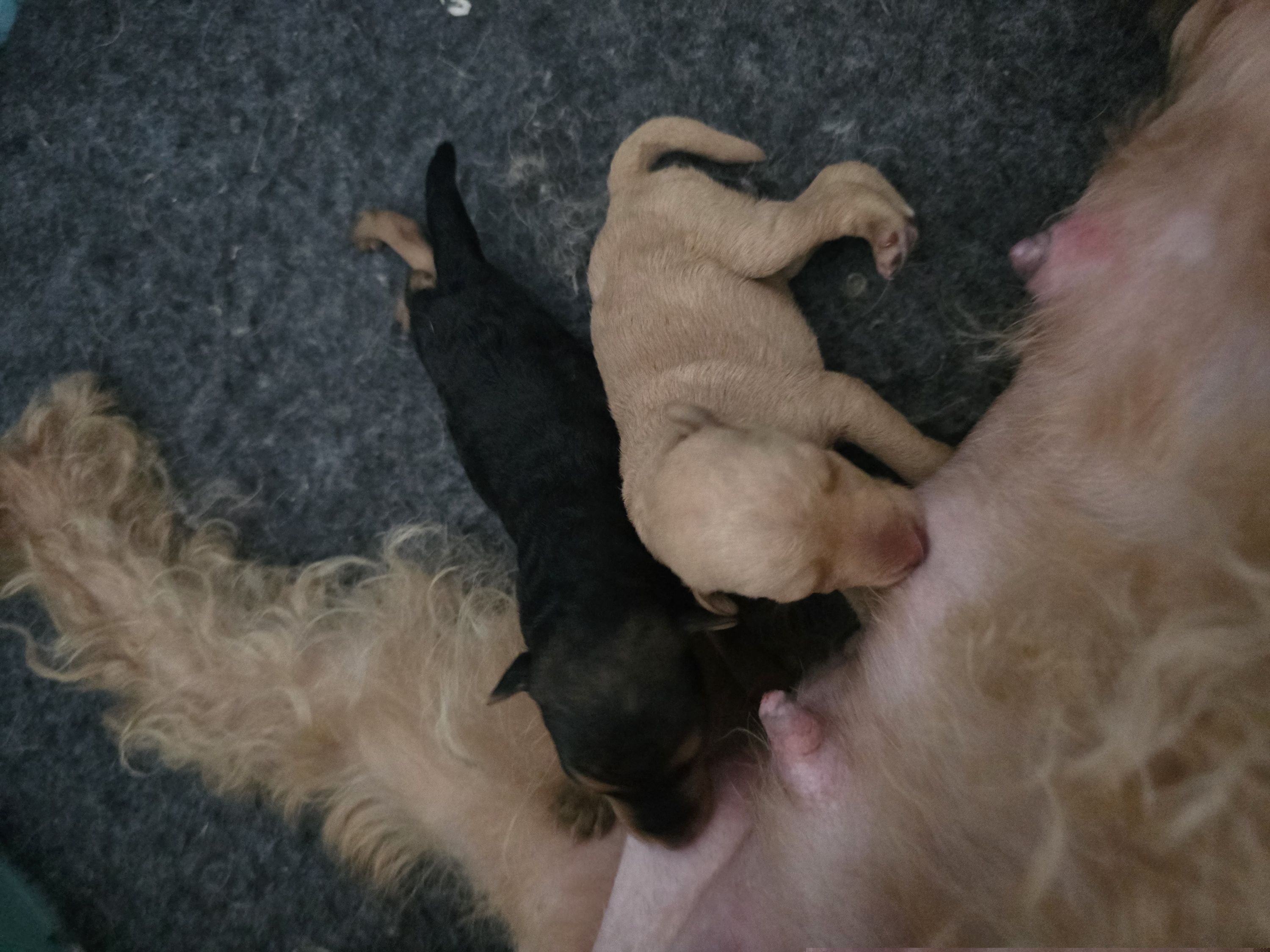 Red male - Red male Lakeland Terrier puppy in Virginia from Goldmere Kennel