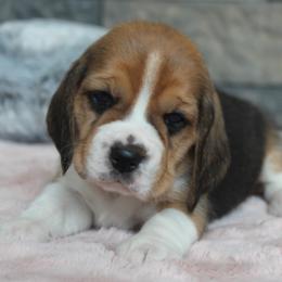 Theba - Black tan and white female Beagle puppy in Morrill, Kansas from Kelle Beagles