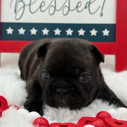 Maria - Brindle female French Bulldog puppy in Largo, Florida from Big Daddy Frenchies