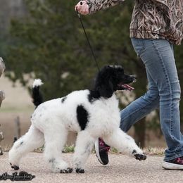Poodle Puppies from Antigua Standard Poodles