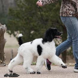 Poodle Puppies from Antigua Standard Poodles