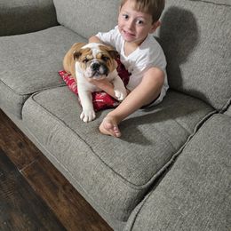 Bulldog Puppies from Chief Bulldogs