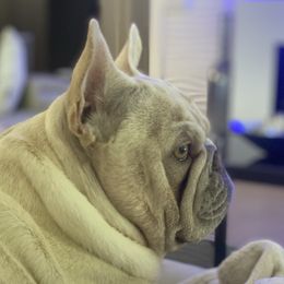 Prince - French Bulldog