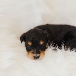 Joey - Black tri-color male Aussiedoodle puppy in Orleans, Indiana from Mae Blossom Puppies