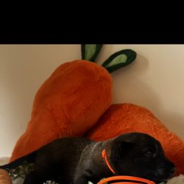 Belgian Malinois Puppies from Z Domu Niedzwiedzia Malinois