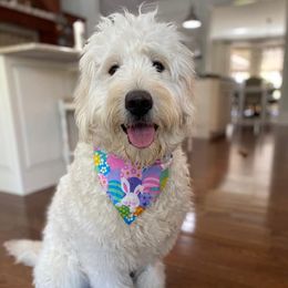 Goldendoodles and Irish Doodles from Blue Ridge Doodles