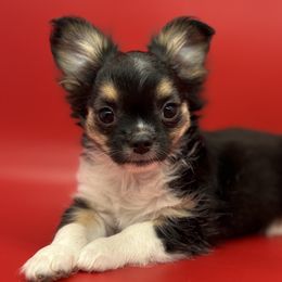 Chihuahuas from Tenderheart Chihuahuas